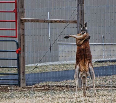  Joplin, MO - A kangaroo breederdealer is starting up a pseudo-sanctuary called Exotic Animal Rescue of Missouri. . Kangaroos in missouri released